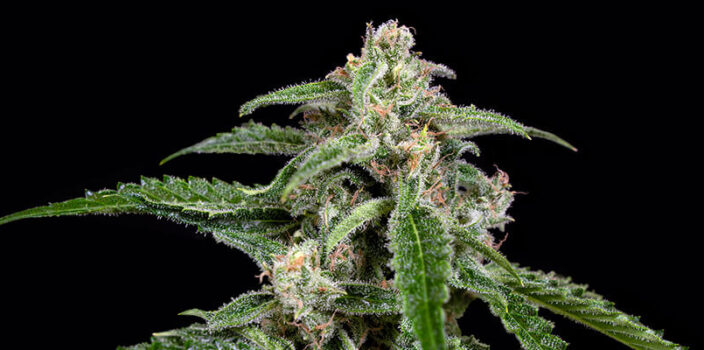 Glamour Automatic cannabis flower against the black background