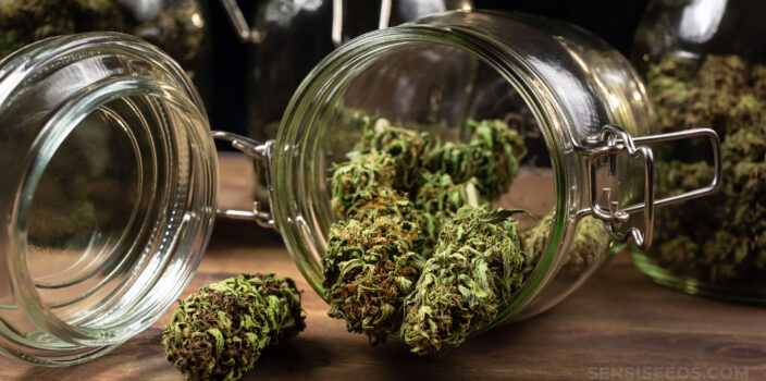 An overturned jar with cured cannabis buds falling out of it