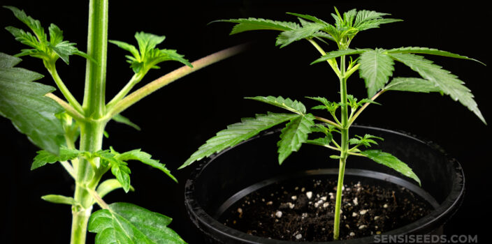 Two cannabis plants growing in the black pots against the black background