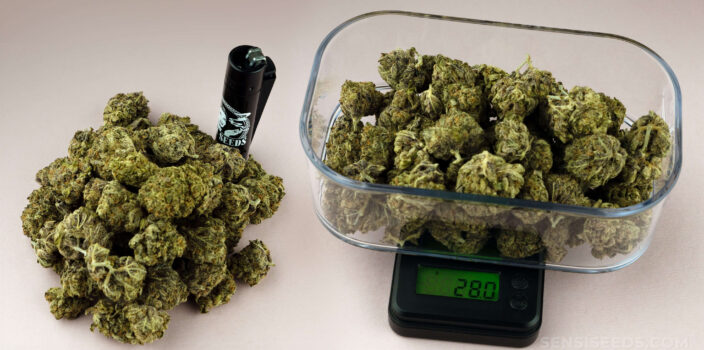 A digital scale with a bowl full of cannabis buds and stalked cannabis buds beside lighter