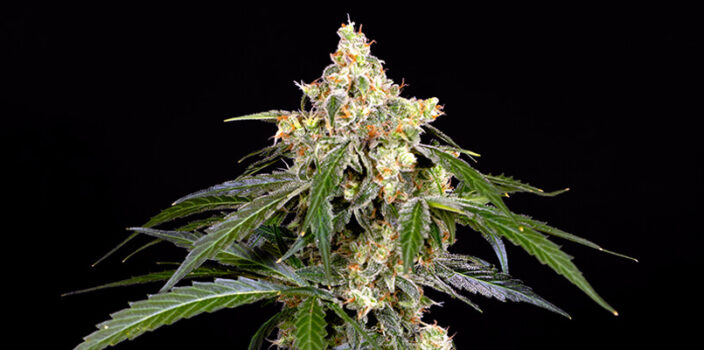 Zkittlez Automatic cannabis flower against the black background