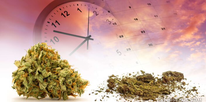 A cannabis bud and cannabis powder with a clock and calendar in the background