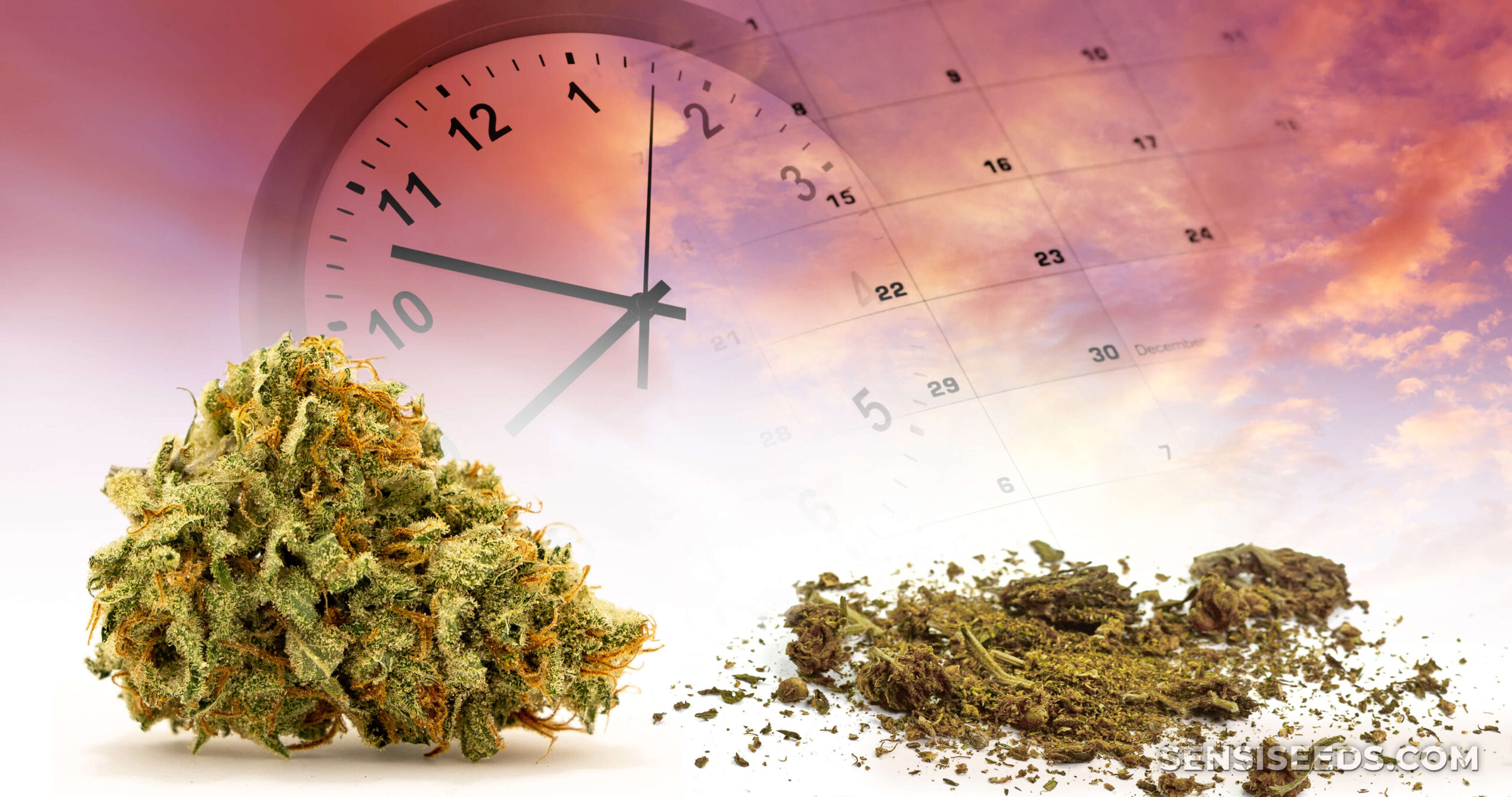 How Long Does Weed Last? Prevent Potency Loss & Stale Weed Sensi Seeds