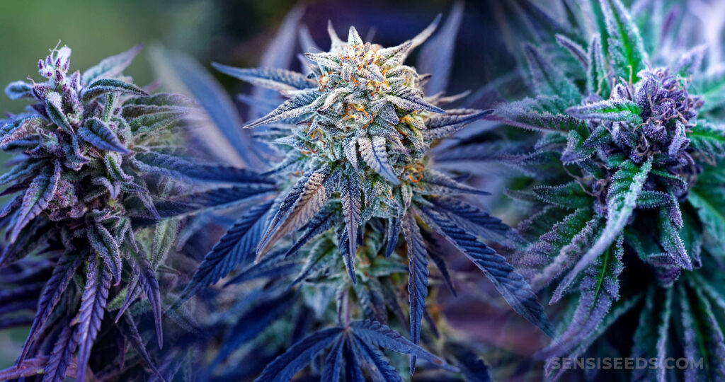 The 7 Best Blue Weed Strains - Sensi Seeds