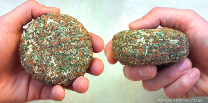 A person holding two bricks of cannabis in his hands