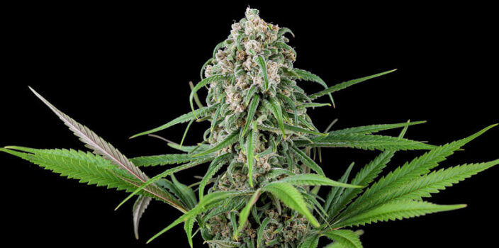 Girl Scout Cookies feminized cannabis flower against the black background