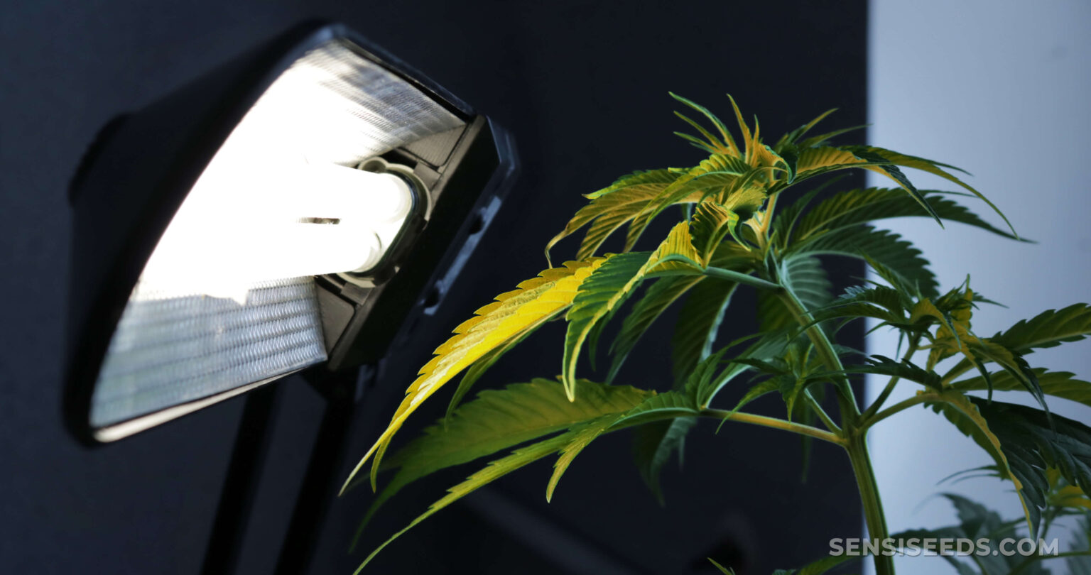 How Much Light Do Cannabis Seedlings Need Light Stress & Light Burn in Cannabis: Signs and Fixes - Sensi Seeds