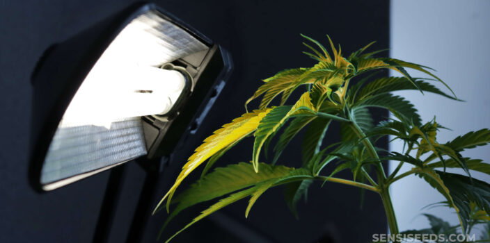 A cannabis plant in front of the artificial light indoors