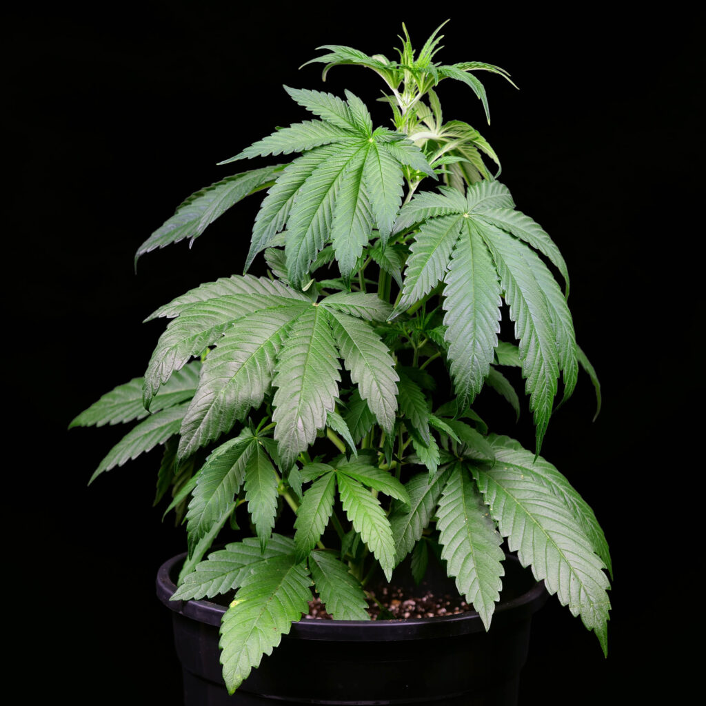Planta de cannabis feminizada Purple Haze en la semana 4 contra el fondo negro