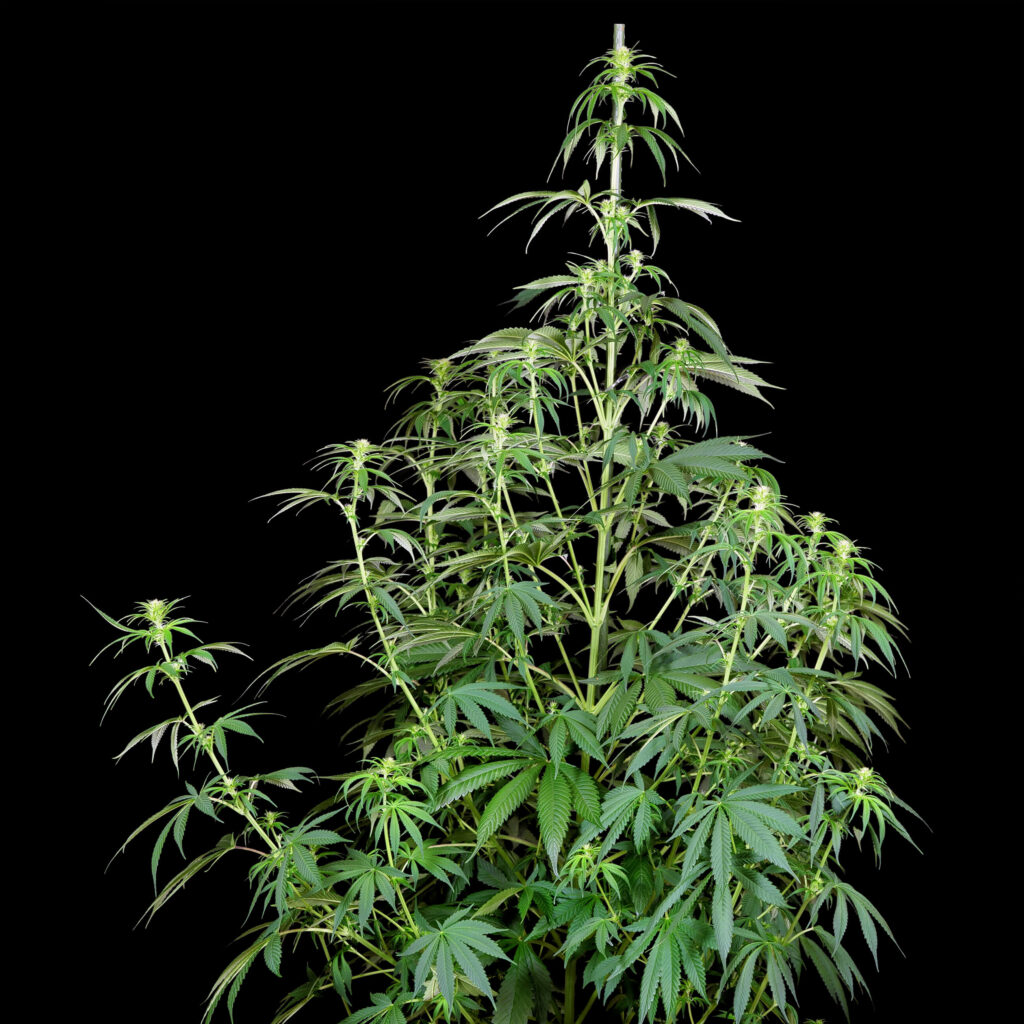 Plan de cannabis feminizada Purple Haze en la semana 8 sobre fondo negro