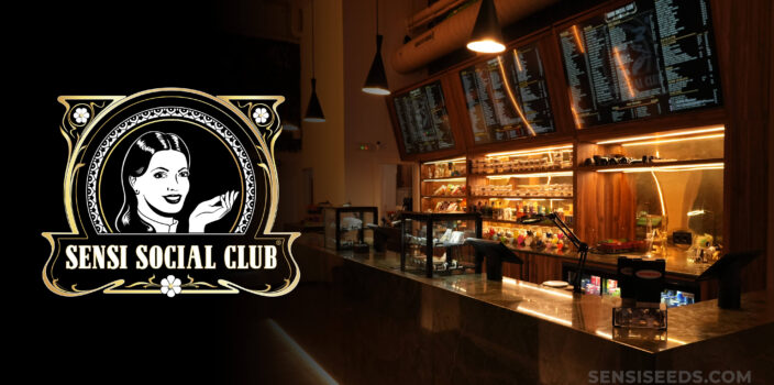 Sensi Social Club wooden counter and Sensi Social Club logo