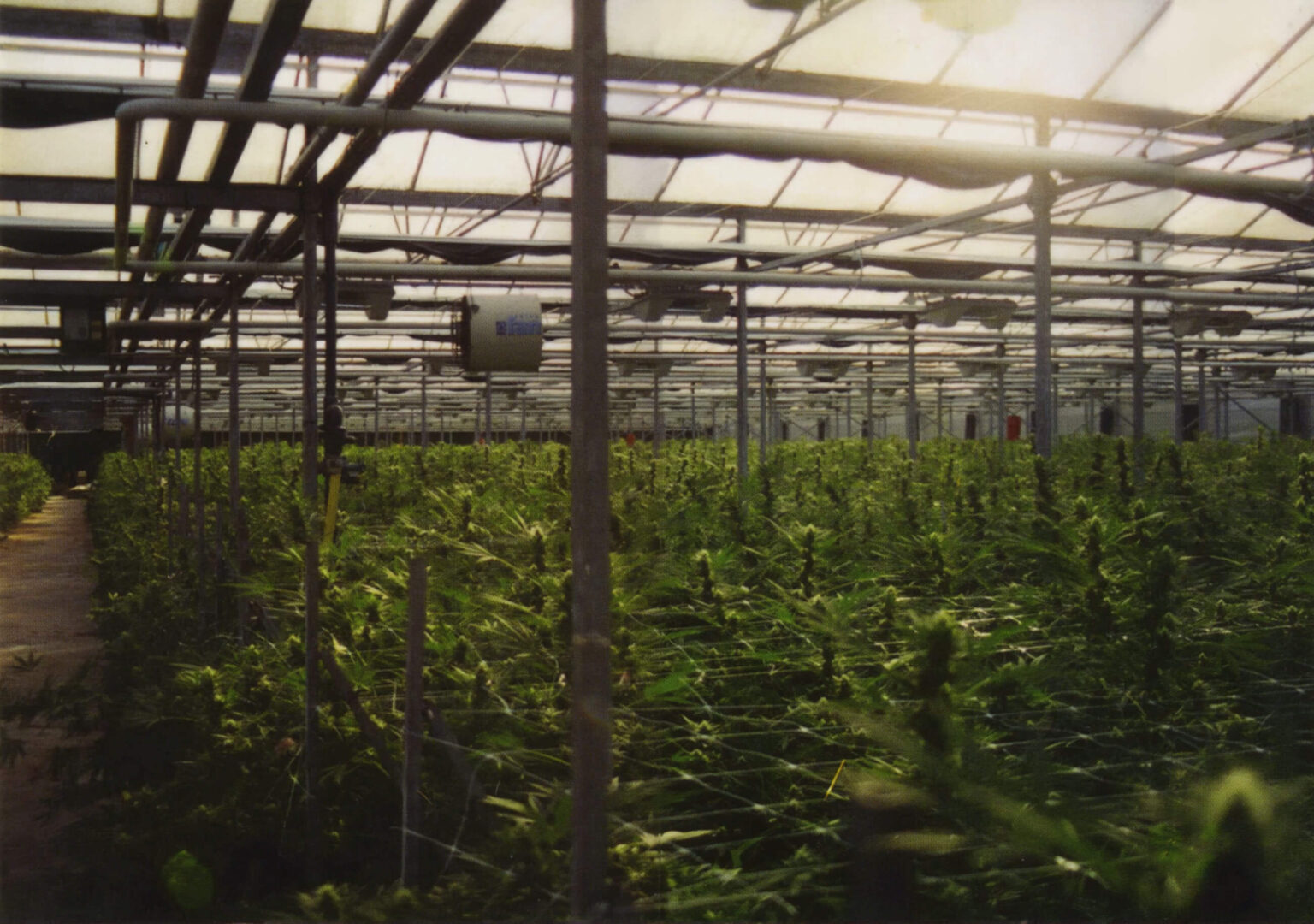 Sensi Seeds at 40: The Roots of Dutch Cannabis History - Sensi Seeds