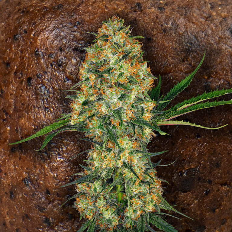 Best Hash Strains 2026: The Resin-Heavy Winners - Sensi Seeds