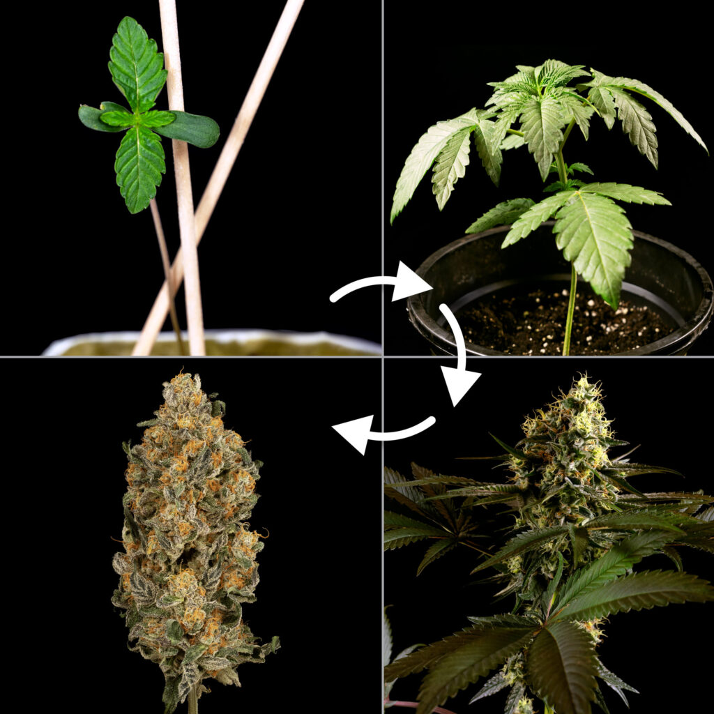 how to separate weed from tobacco Hash vs Weed: Strength, Effects, and Uses Compared