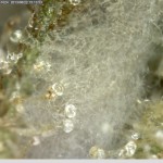 Mould The Cannabis College Amsterdam