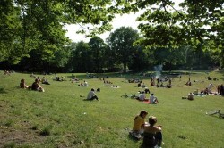Cannabis vom Coffeeshop um die Ecke bald auch in Deutschland? - Sensi Seeds blog