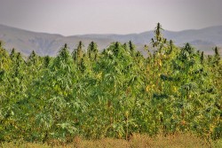 The Many Names of Cannabis - 1. Cannabis and hemp are known by a range of often-related names (Gregory Jordan)