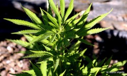 Cannabis wird überall in Spanien angebaut; überwiegend auf kleinen Anbauflächen, die für den persönlichen Konsum bestimmt sind (Martin Vicente) Cannabis wird überall in Spanien angebaut; überwiegend auf kleinen Anbauflächen, die für den persönlichen Konsum bestimmt sind (Martin Vicente)