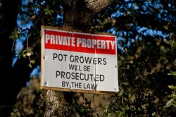 Police-in-Mendocino-County-have-destroyed-over-half-a-million-cannabis-plants-so-far-this-year-Julia-Wolf