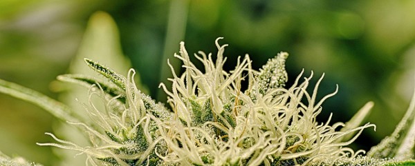 Die DEA und das NIDA haben positive Forschung über medizinischen Cannabis jahrelang verhindert, jetzt könnte sich ihre Haltung langsam ändern