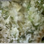 Hairspray in cannabis Sensi Seeds blog