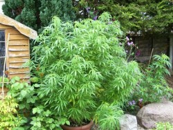 Early Girl, © alecky – forum.sensiseeds.com
