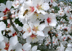 Honigbienen sind lebenswichtige Bestäuber für Pflanzen - Sensi Seeds blog
