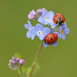 Nützliche Insekten wie Marienkäfer können ein wesentlicher Bestandteil eines chemiefreien Schädlingsbekämpfungssystems sein - Sensi Seeds blog