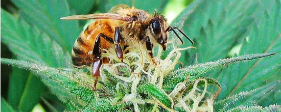 bee-on-weed_cropped.jpg