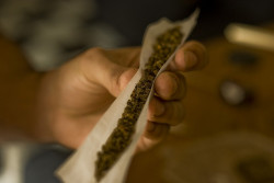 Cannabis ist die am meisten konsumierte illegale Substanz in Australien (CC.prensa420)