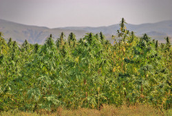 Hemp 3 - Sensi Seeds Blog