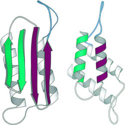 Der reguläre Ablauf der Proteinfaltung kann schon einmal scheitern, und es können sich Prionen bilden (© AJC)