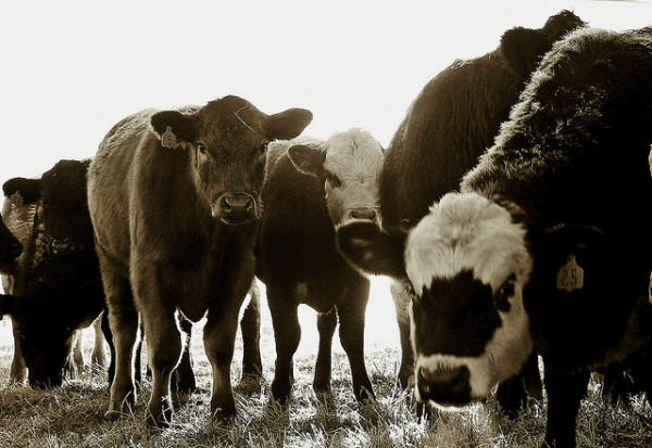 Die CJD-Krankheit ist mit dem sog. Rinderwahn (BSE) verwandt; vCJD ist eine direkte Folge des Verzehrs von infiziertem Rindfleisch (© RTD Photography)