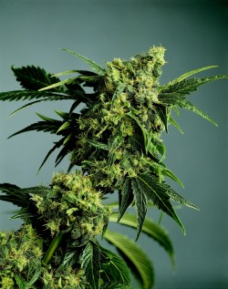 plant x g13 hash x G13 Mr. Plant   Hash Nice