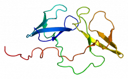 The structure of the FMR1 gene (© EMW Wikimedia Commons)