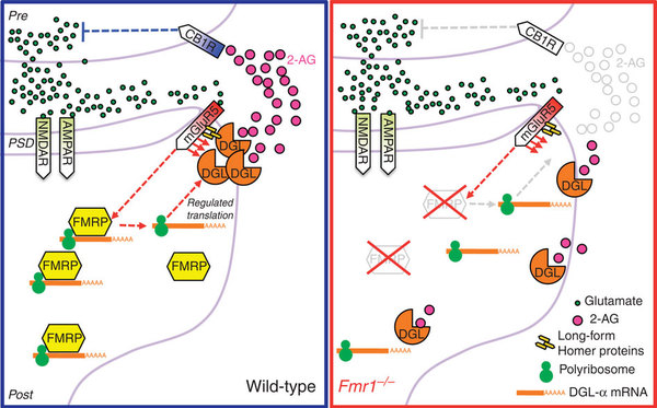 A diagram showing the normal transmission of FMRP (left) and that of FXS-positive mice (right) (© Nature.com)