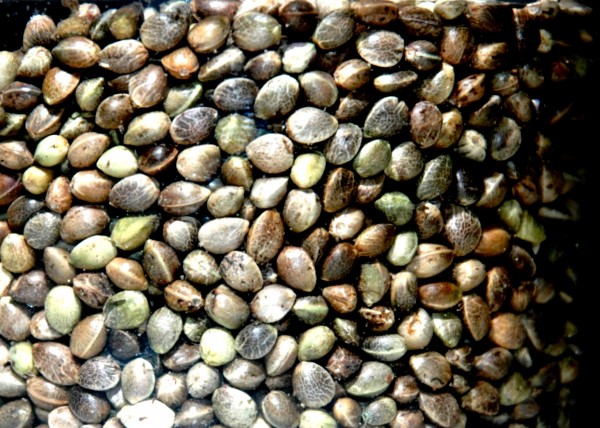 Seeds destined for oil, which will then be turned into biodiesel (© Jason Rogers)