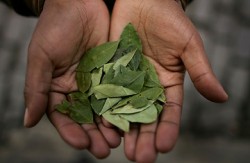 In January 2013, Bolivia gained special exemption for its indigenous peoples to chew coca leaf