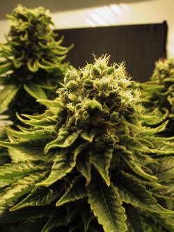 Northern Lights