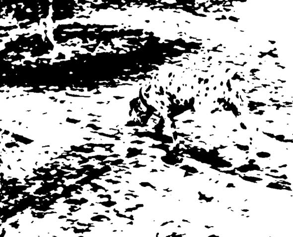 Misterioso-dalmata-ottico-Illusion