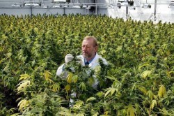 2 - The indoor grow operation maintained by GW Pharmaceuticals, UK
