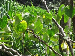 A mature kava shrub, showing the woody stems and distinctive heart-shaped leaves (Starr Environmental)