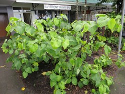 A bushy specimen growing outside a Hawaiian beachfront kava bar (Joel Abroad)