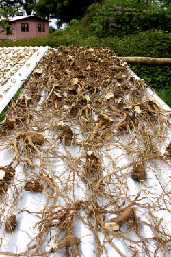 Kava rhizomes drying in the sun (Nick Hobgood)