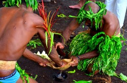 Villagers from the southernmost Vanuatan island of Anatom preparing kava in the traditional manner (Austronesian Expeditions)