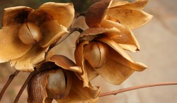 Medicinal Plants— Hawaiian Baby Woodrose Part II - 1. The distinctive seed-pods, resembling small wooden roses, for which the plant is named (Naveen Roy)