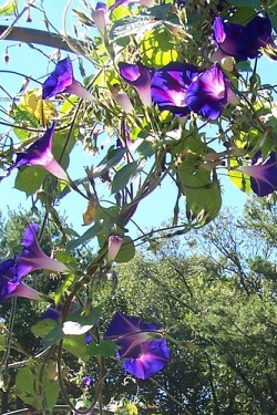 Medicinal Plants— Hawaiian Baby Woodrose Part II - 3. The compounds contained within are of great interest to researchers (InAweofGod'sCreation)