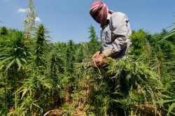 A farmer harvests mature cannabis plants in Bekaa, Lebanon