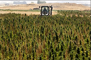 A field of cannabis in Lebanon's Bekaa Valley