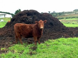 1.In veganic cultivation, use of animal products such as manure is unnecessary (Ian Barbour)